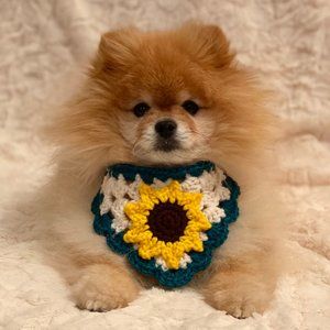 ❌SOLD❌ Crochet Sunflower Dog Bandana - Size S/M (ONE SIZE ONLY)